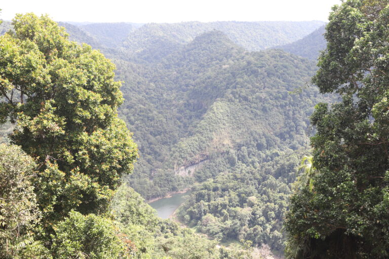 La vue depuis Mamu Tropical Skywalk, QLD, Australie